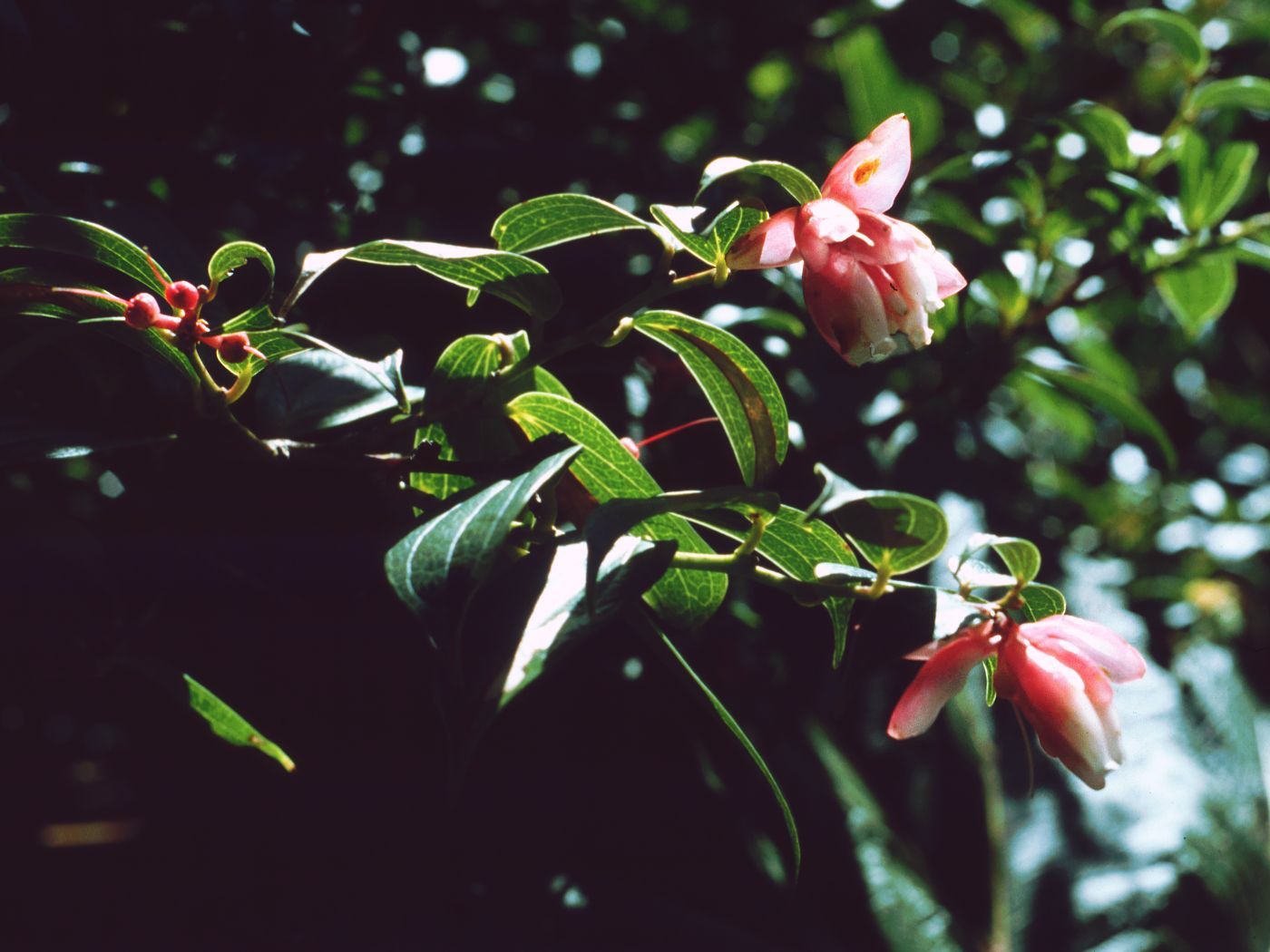 Cavendishia bracteata showing characteristic pink bracts and red tubular flowers