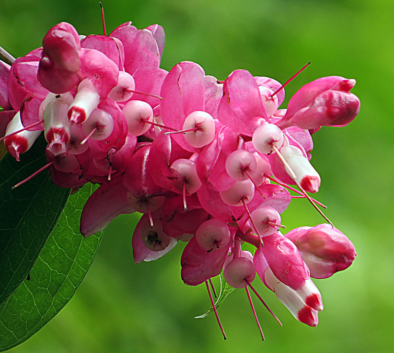 Close-up of Cavendishia bracteata flowers showing tubular red corollas