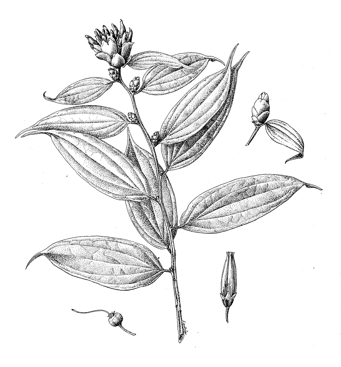 Botanical illustration of Cavendishia bracteata showing habit, calyx, and stamens