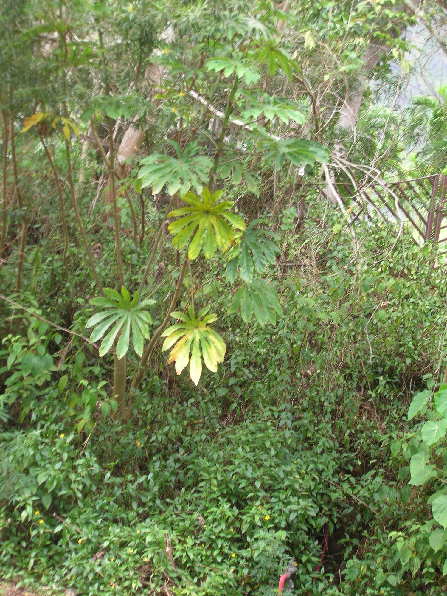 Cecropia obtusifolia tree showing characteristic growth form and leaves