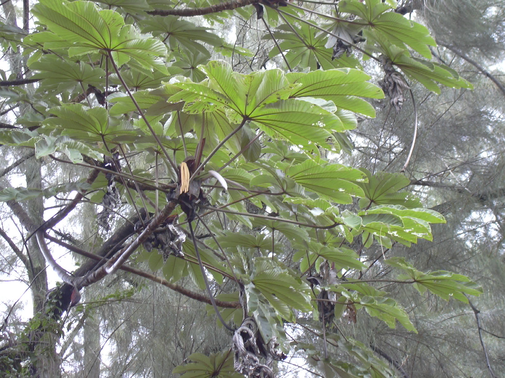 Cecropia obtusifolia leaves showing palmate form