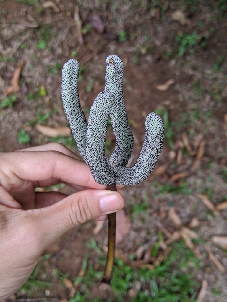 Cecropia peltata female fruit spikes showing characteristic dotted pattern