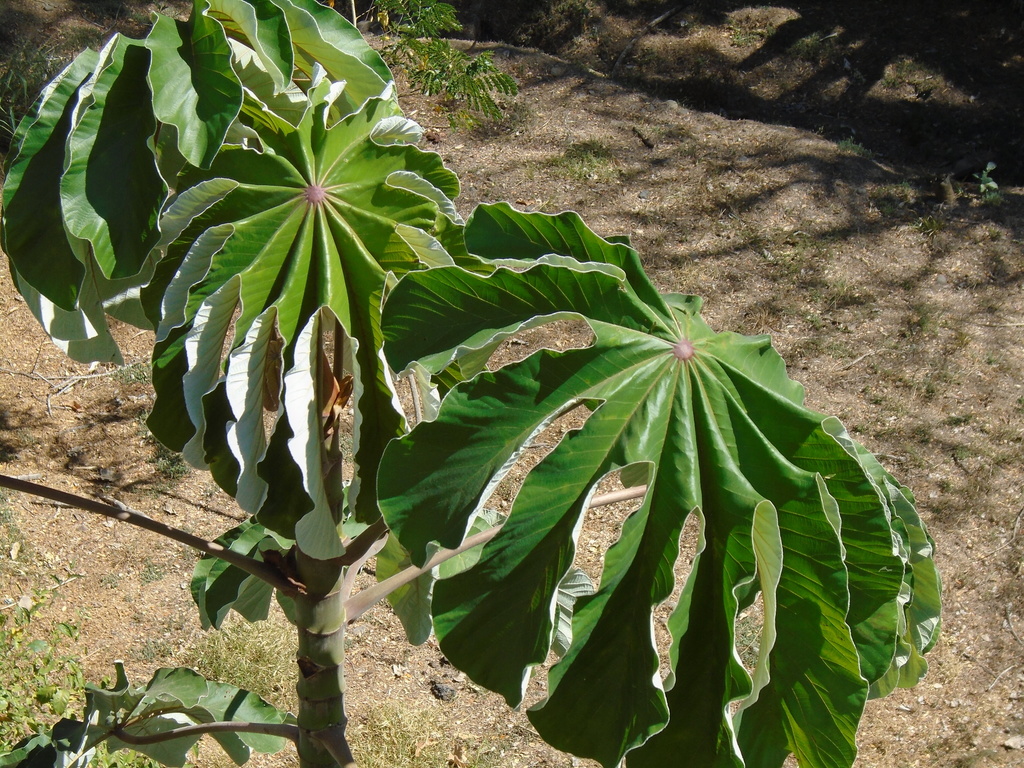 Cecropia peltata leaves showing palmate form with silvery undersides
