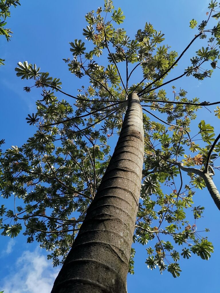 Cecropia peltata trunk showing characteristic ring scars and umbrella crown