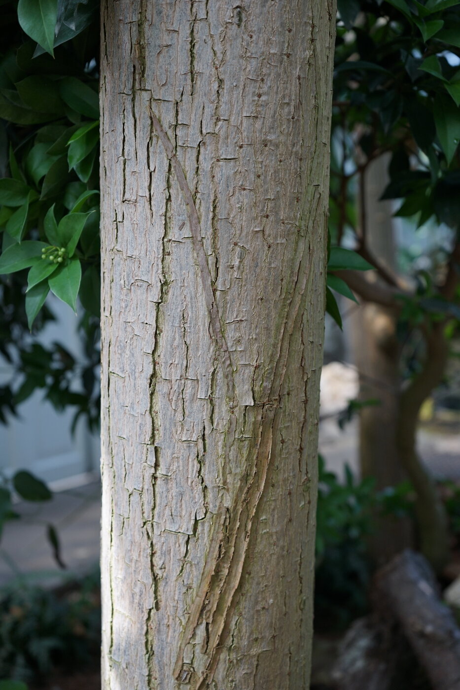 Bark of Cedrela odorata showing characteristic deep fissures