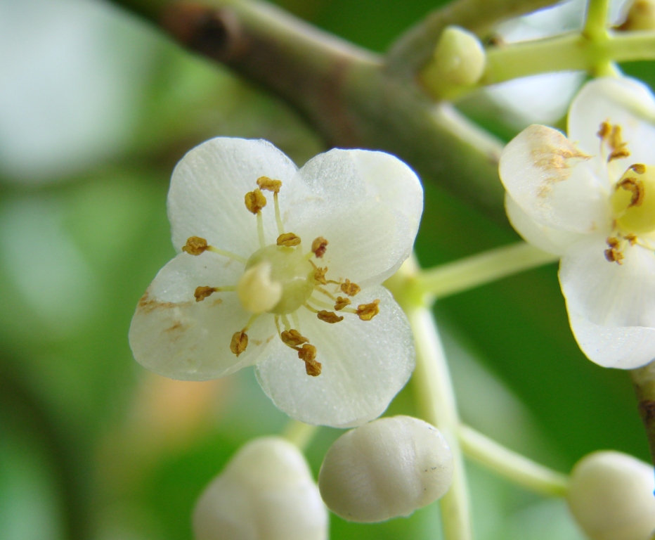 Cedro María flowers showing white petals and yellow stamens