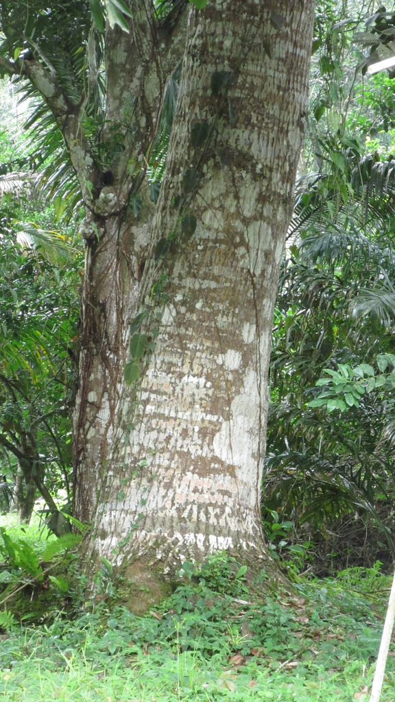 Trunk of Calophyllum longifolium showing characteristic pale, fissured bark