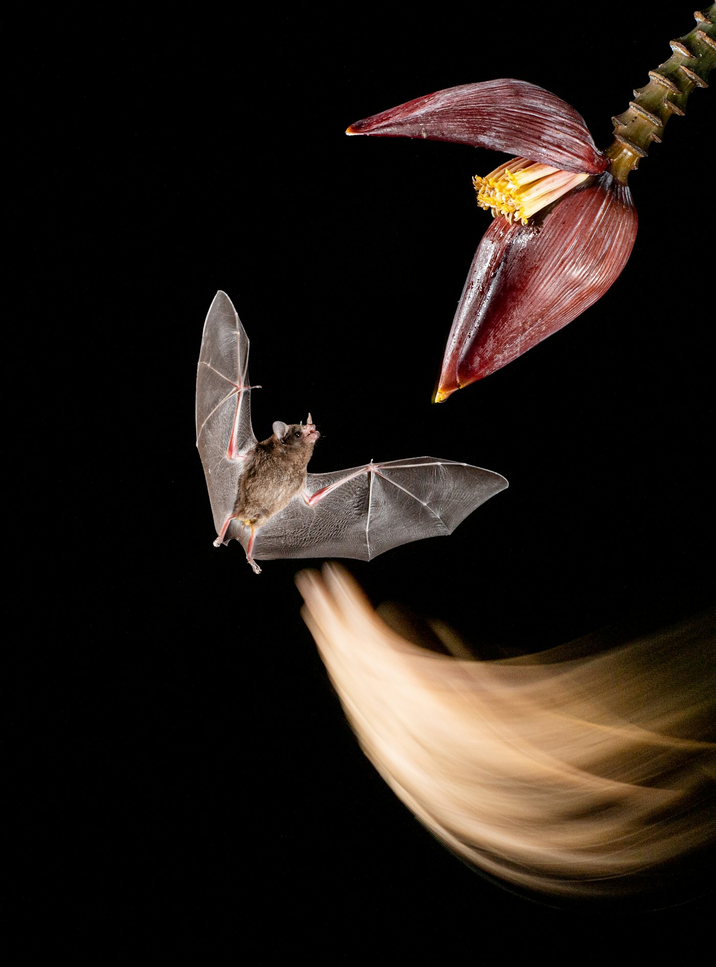 Bat approaching a tropical flower at night, demonstrating bat pollination