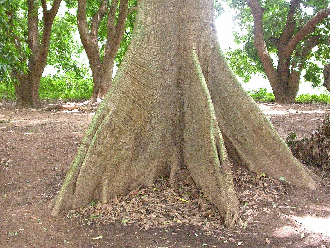 Buttress roots of Ceiba pentandra showing characteristic plank-like formations