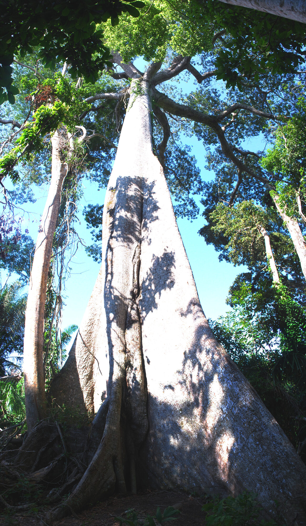Giant Ceiba pentandra tree