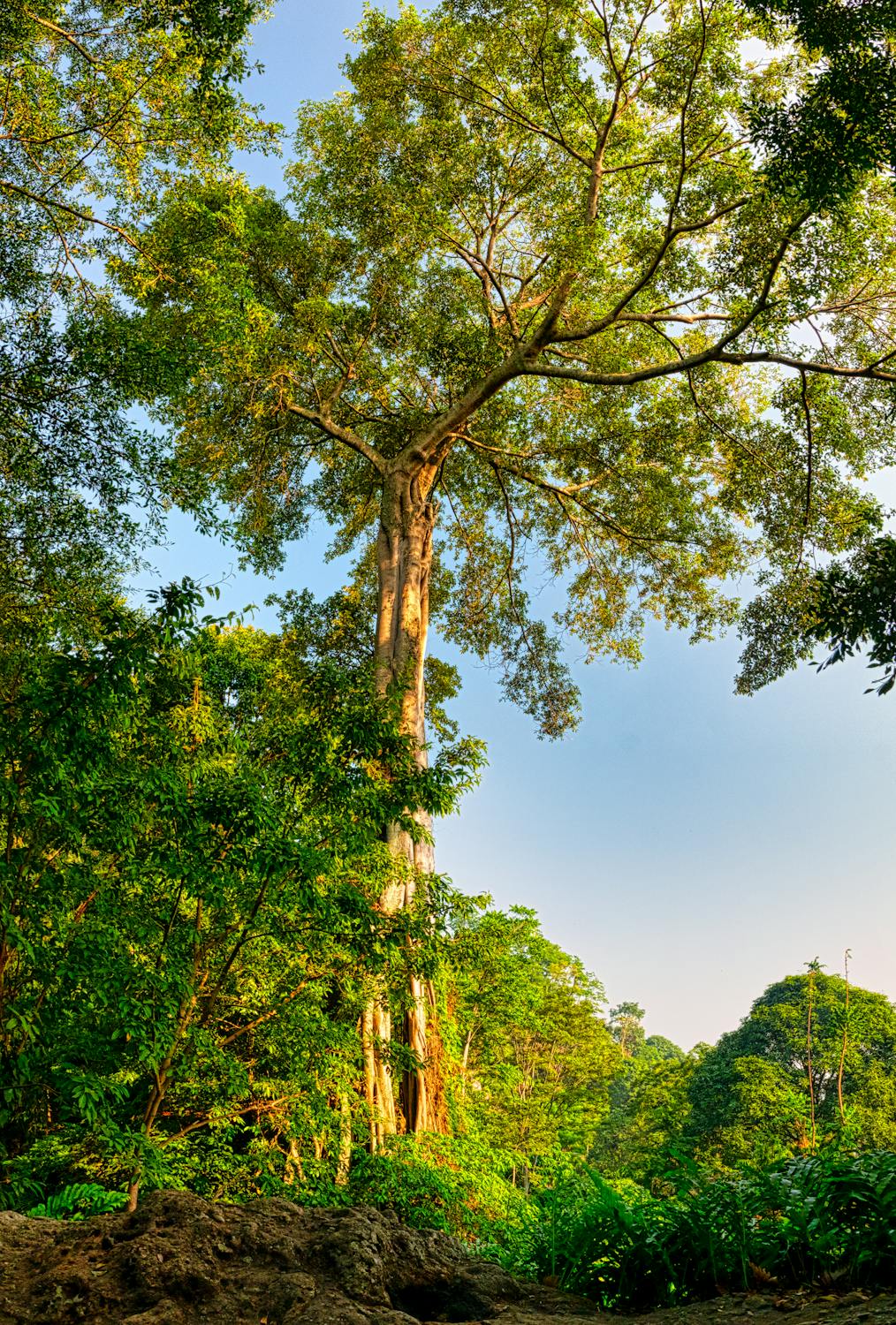 Kapok tree (Ceiba pentandra) towering above the rainforest canopy with its characteristic emergent crown