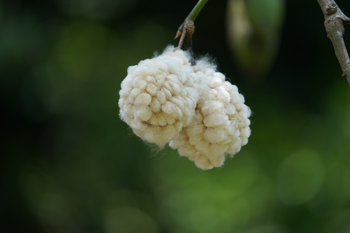 Cotton-like kapok fiber and seeds from a ceiba tree pod