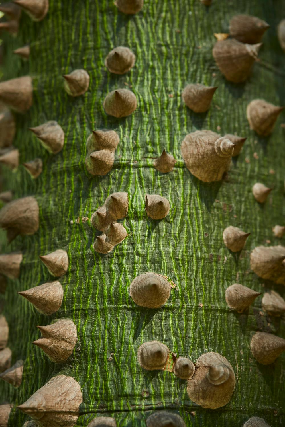 Massive ceiba trunk showing thorny bark characteristic of younger trees