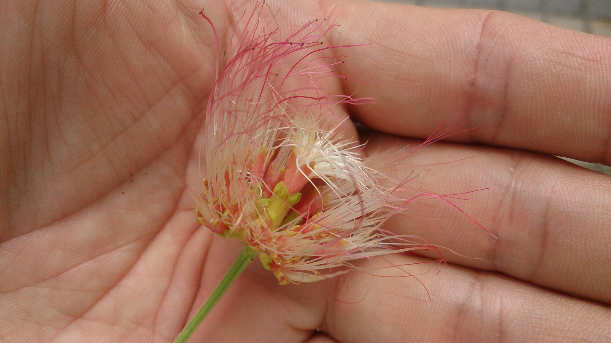 Cenízaro flower showing the characteristic pink powder-puff appearance