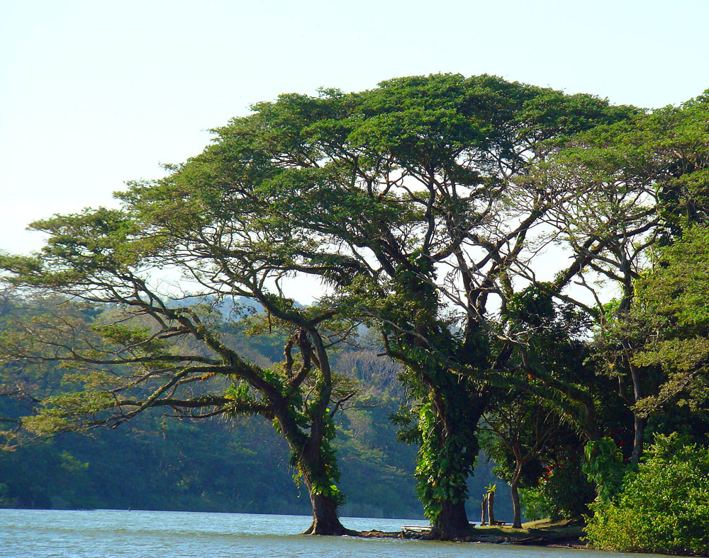 Cenízaro tree (Samanea saman) showing its characteristic broad, umbrella-shaped crown