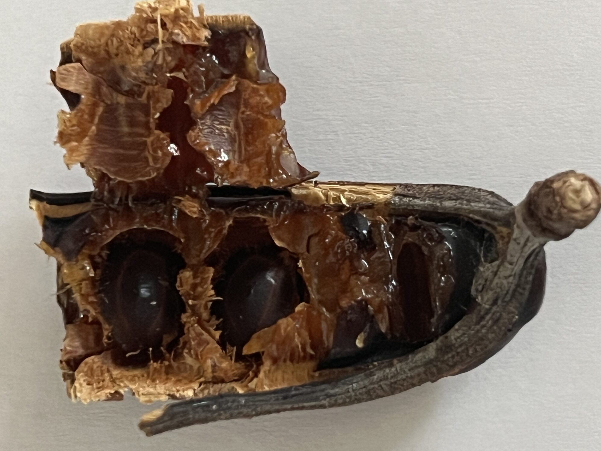 Cenízaro seed pods and seeds showing the characteristic shape and sticky pulp