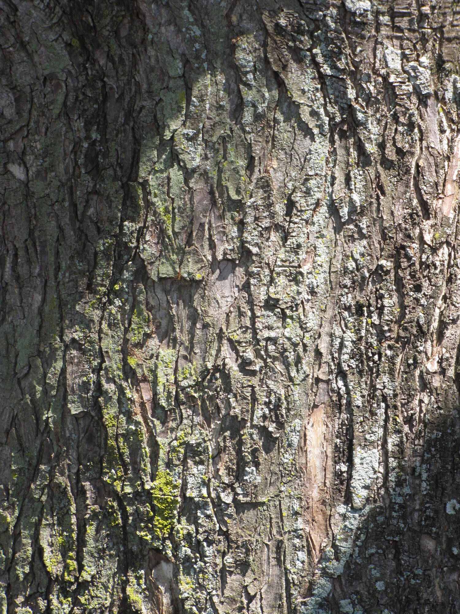 Cenízaro trunk showing the grayish-brown fissured bark