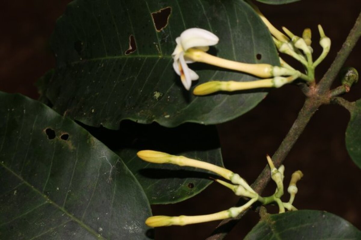 Tubular cream-colored flower buds of Lacmellea panamensis