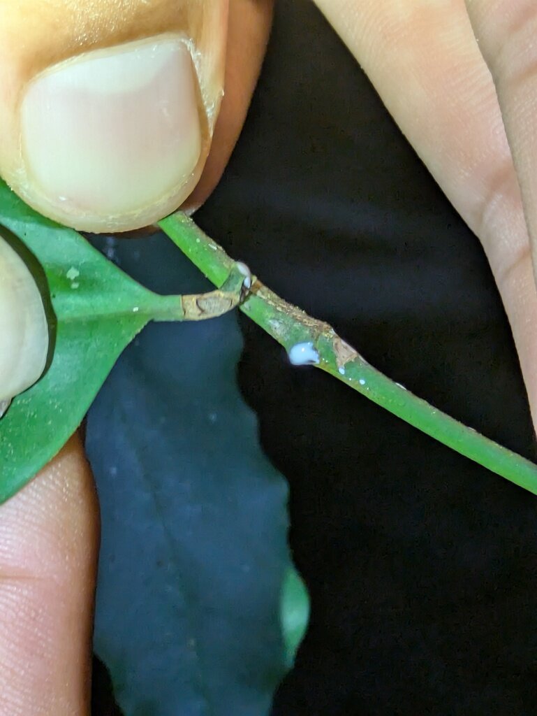 White latex exuding from a cut stem of Lacmellea panamensis