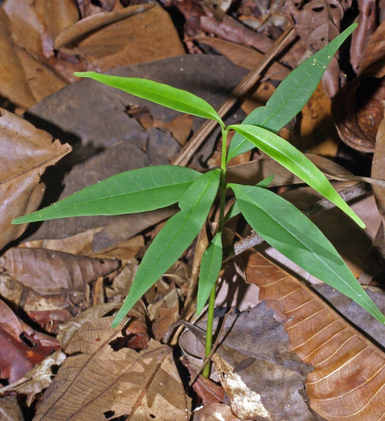 Young cerillo seedling showing the characteristic elliptical leaves with yellow venation