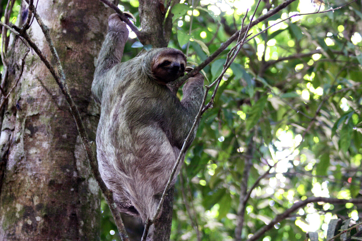 Brown-throated three-toed sloth climbing in tree
