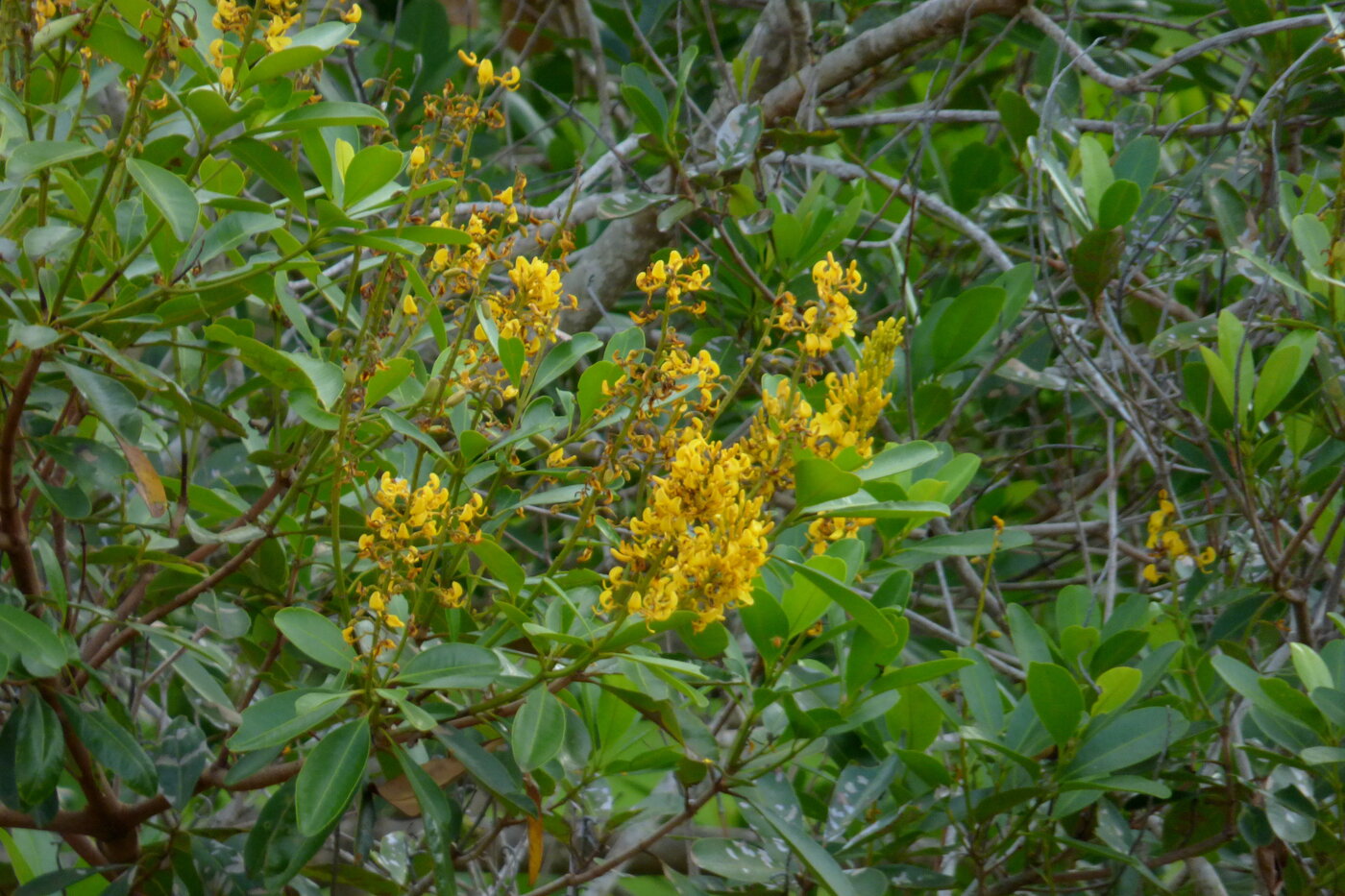 Vochysia ferruginea flowers and leaves