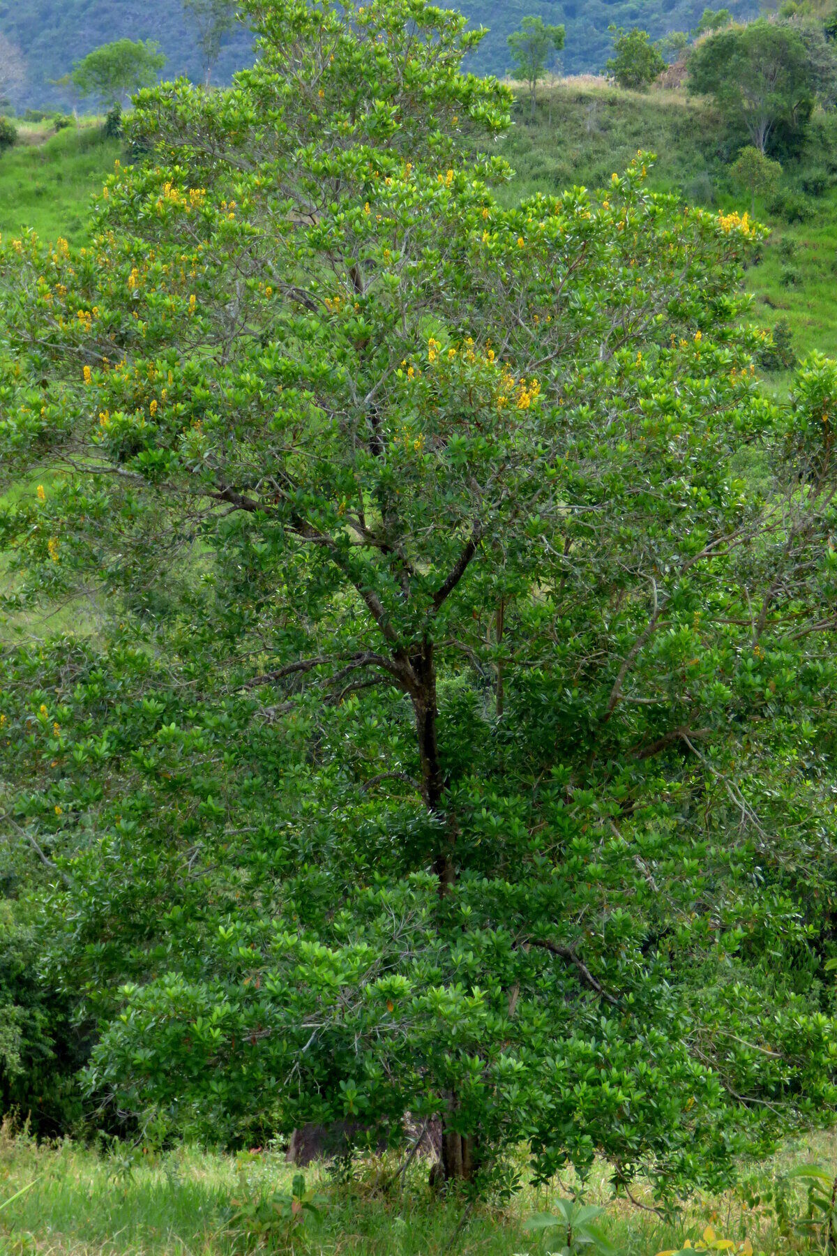 Vochysia ferruginea tree