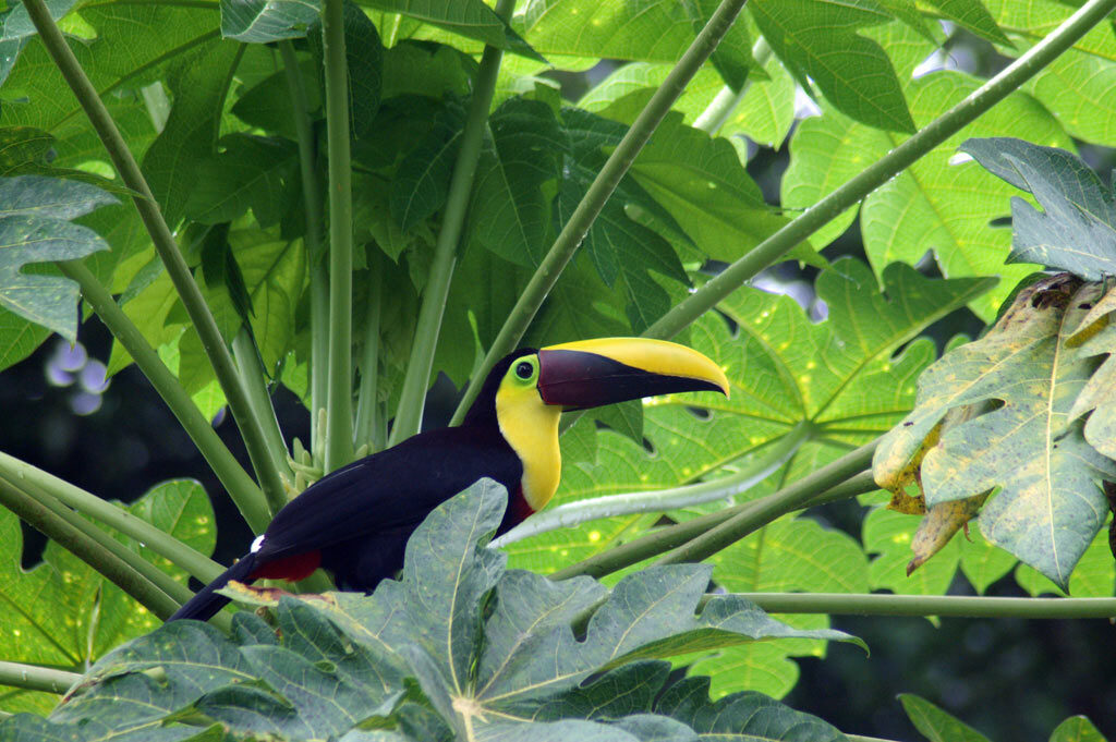 Chestnut-mandibled Toucan
