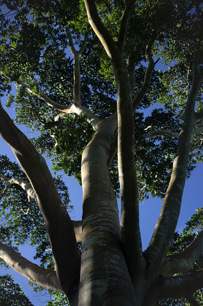 Massive chilamate tree (Ficus insipida) in tropical forest