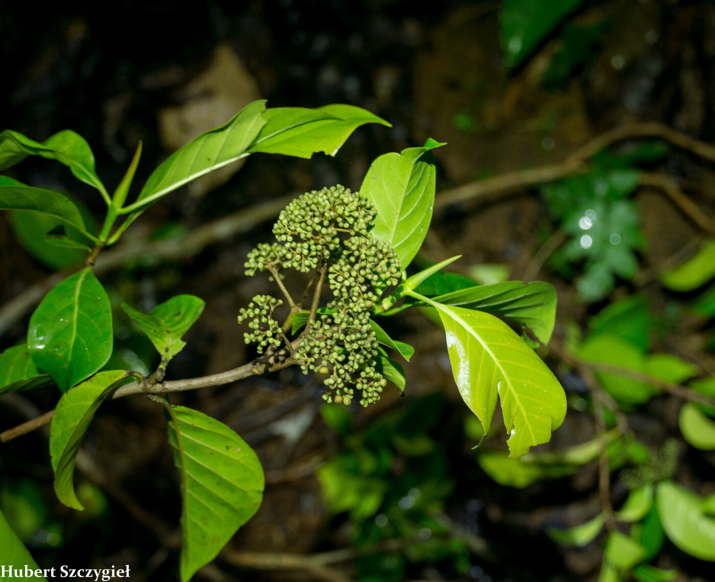 Chimarrhis parviflora flower buds in inflorescence
