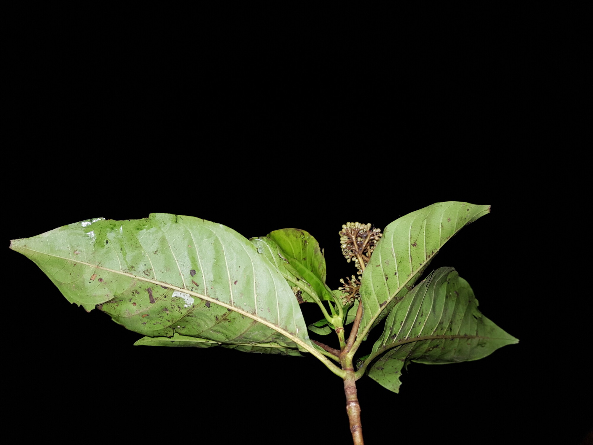 Chimarrhis parviflora in riparian habitat