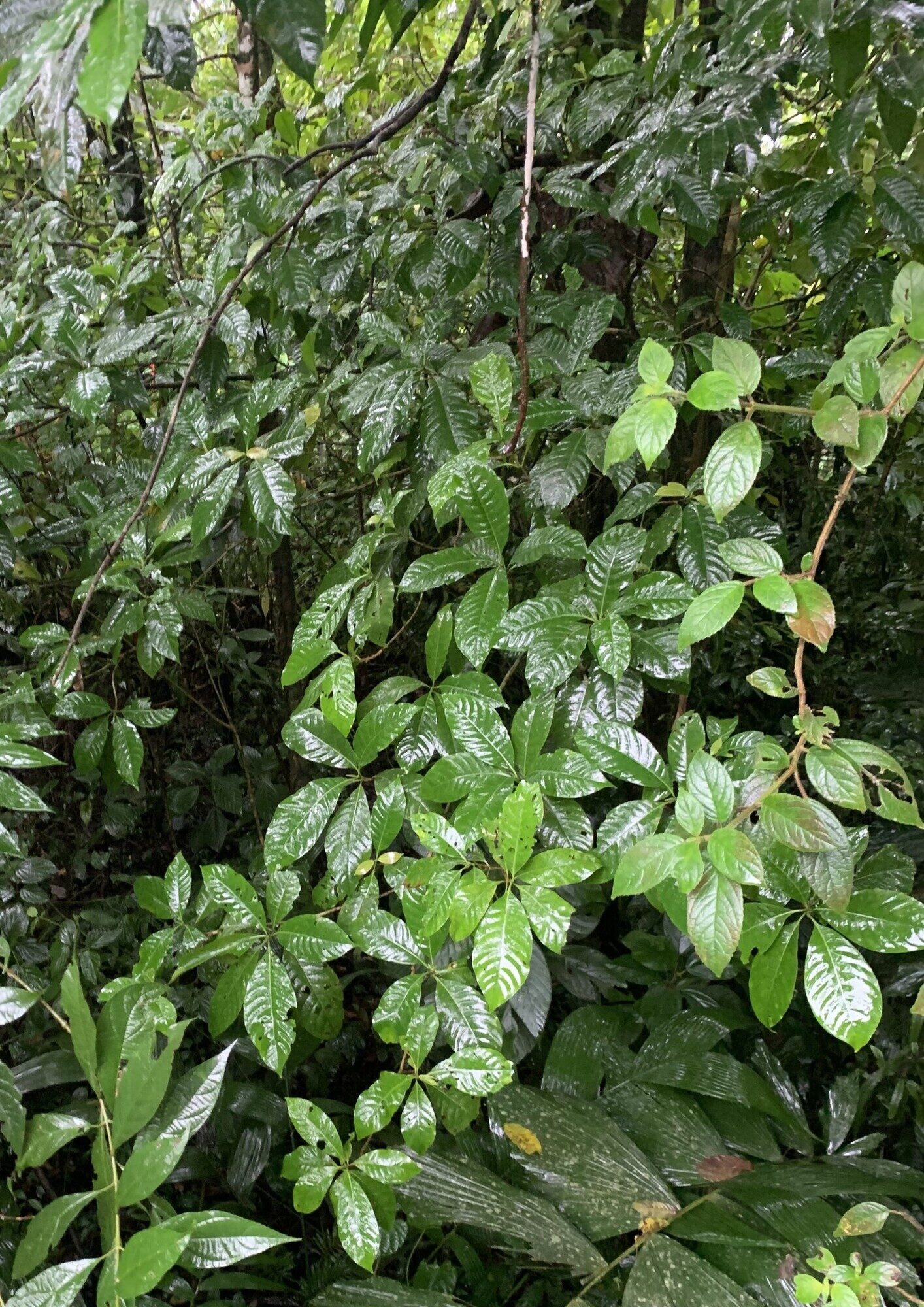 Chimarrhis parviflora tree habit in wet forest