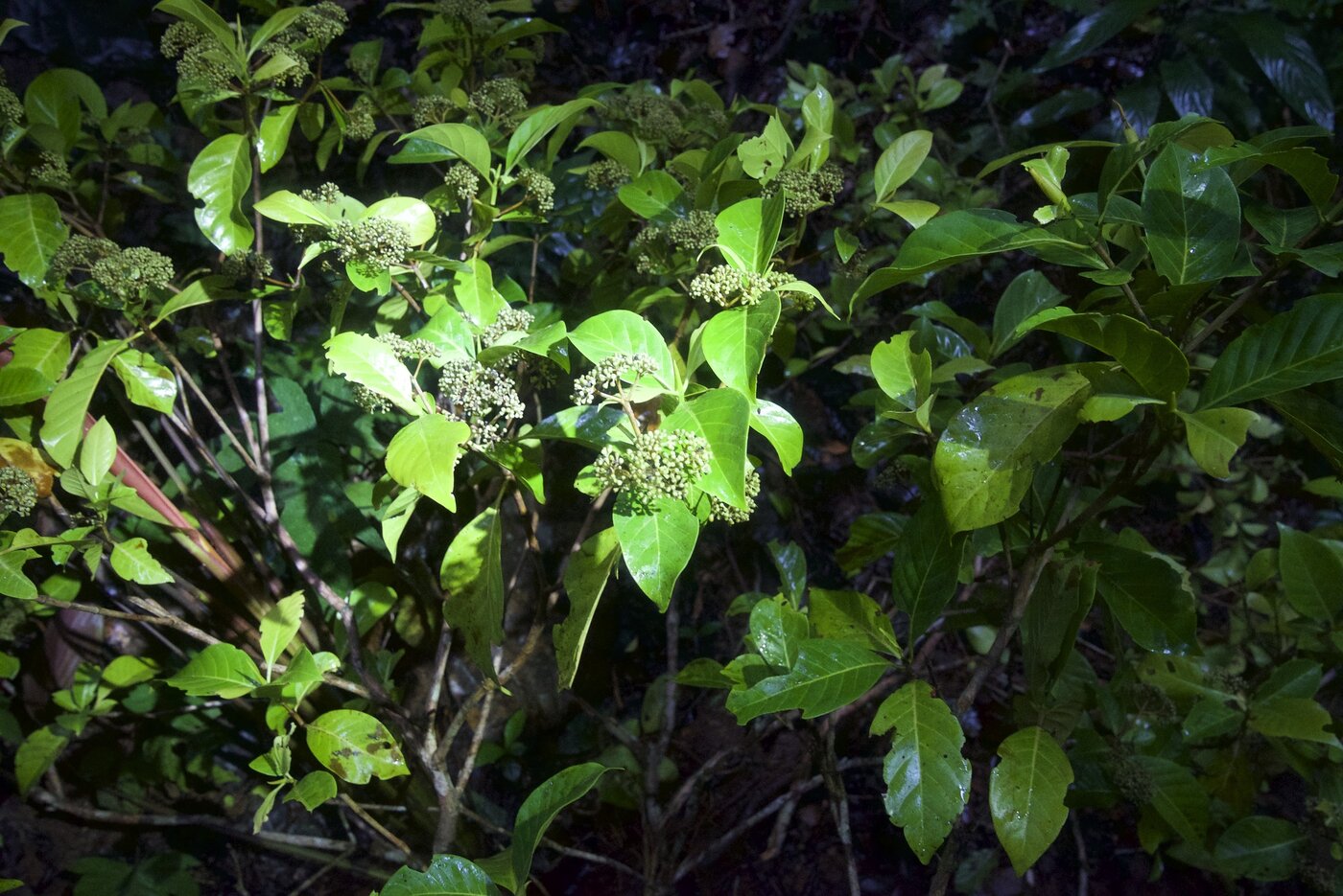 Chimarrhis parviflora white flowers in cyme