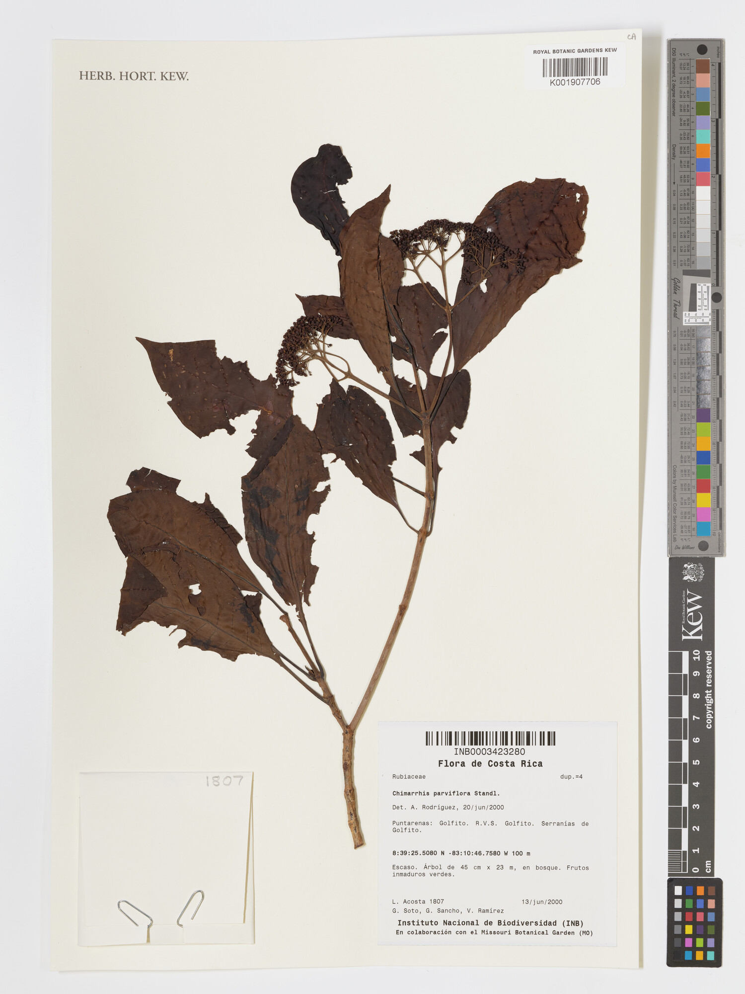 Herbarium specimen of Chimarrhis parviflora from Costa Rica