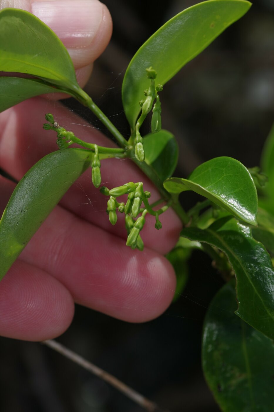 Chiococca alba flower buds