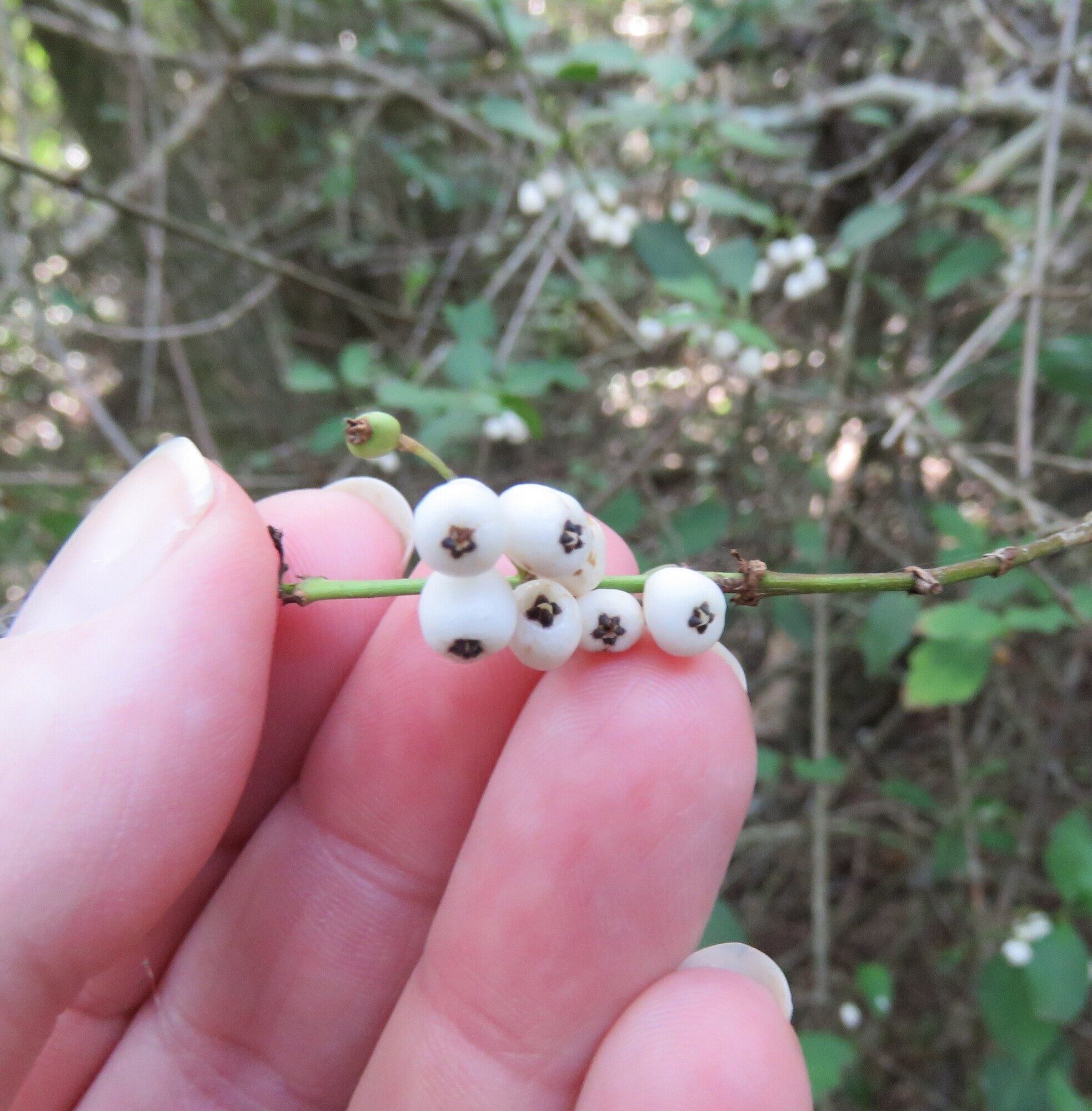 Chiococca alba white fruits