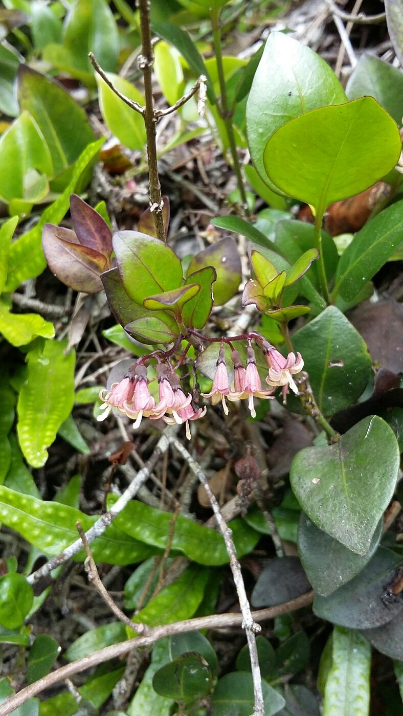Chiococca alba pink bell-shaped flowers