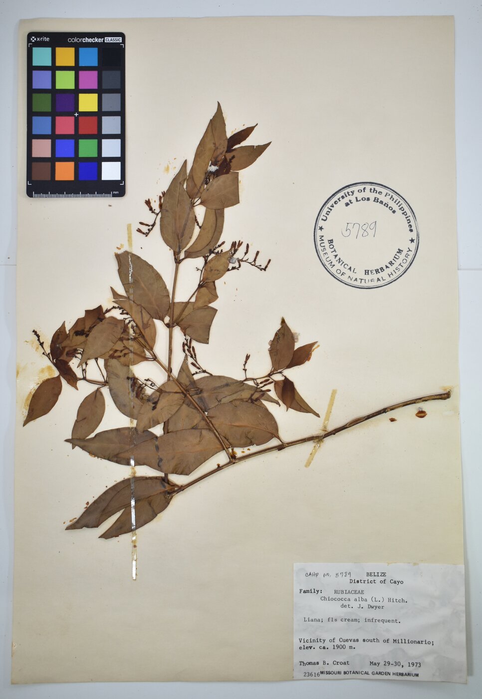 Chiococca alba herbarium specimen