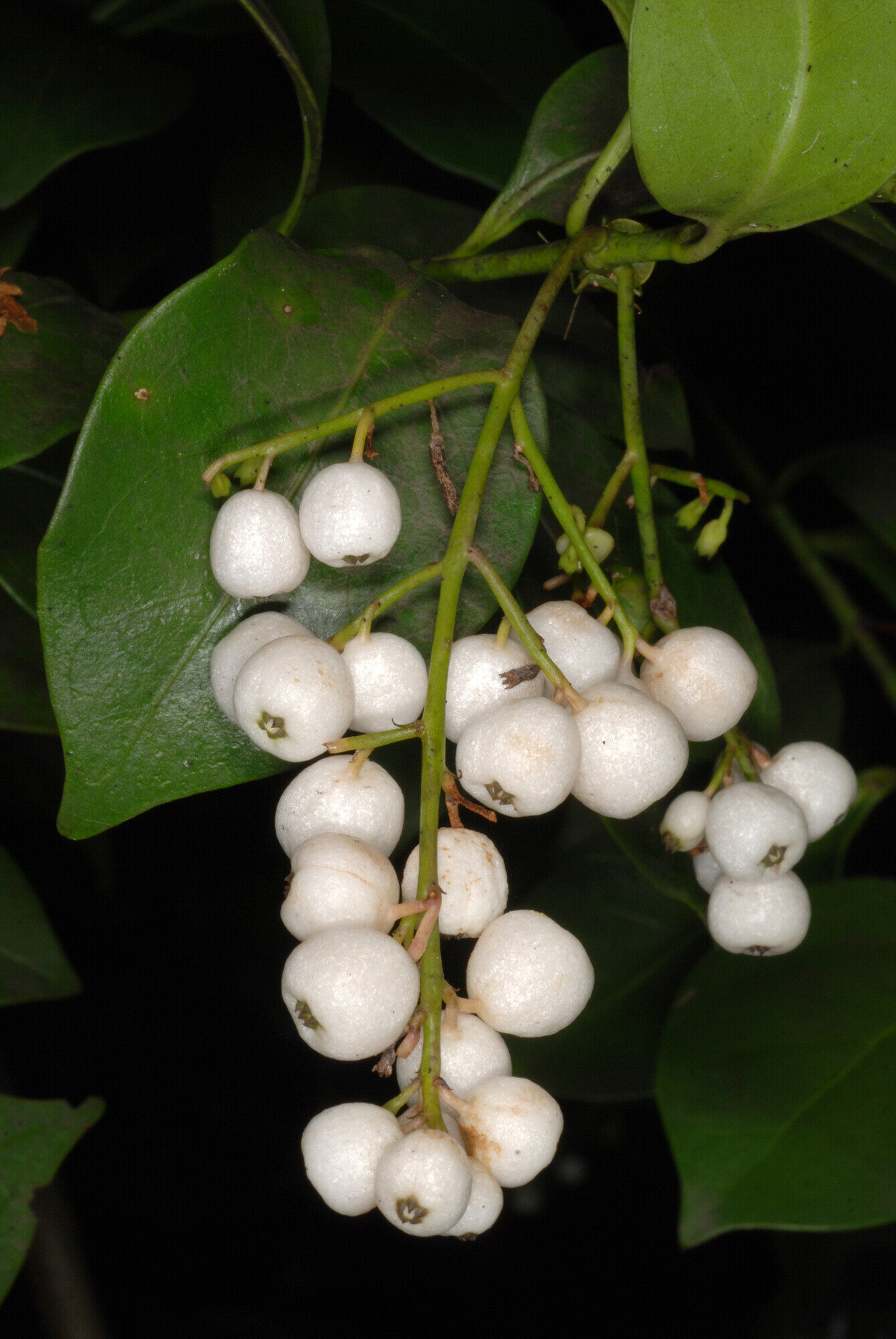 Chiococca alba fruits and foliage