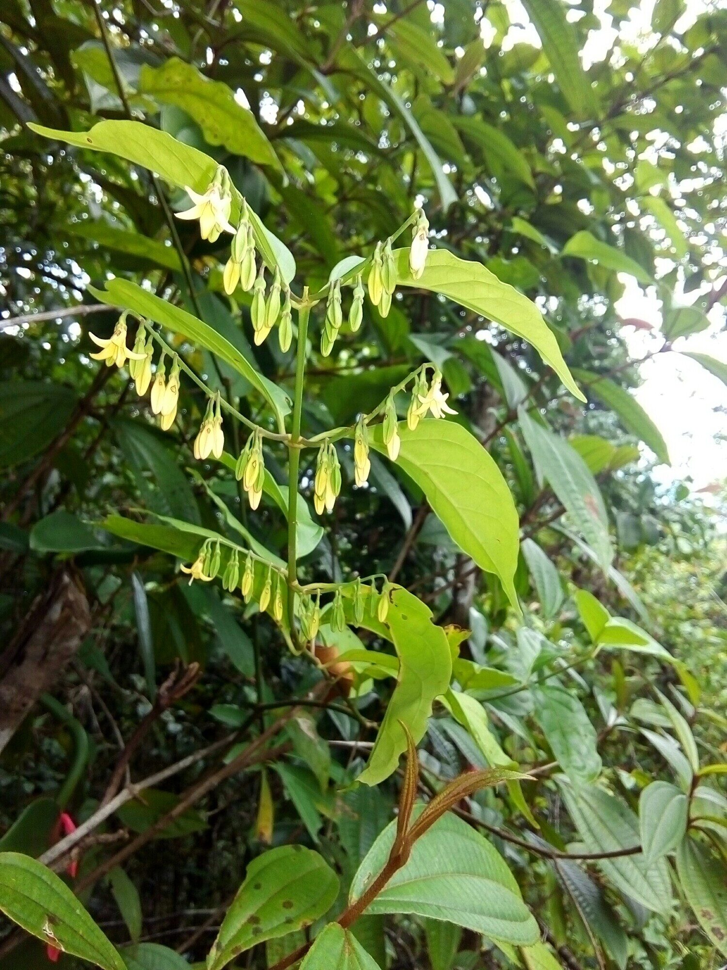 Chiococca belizensis drooping flower buds