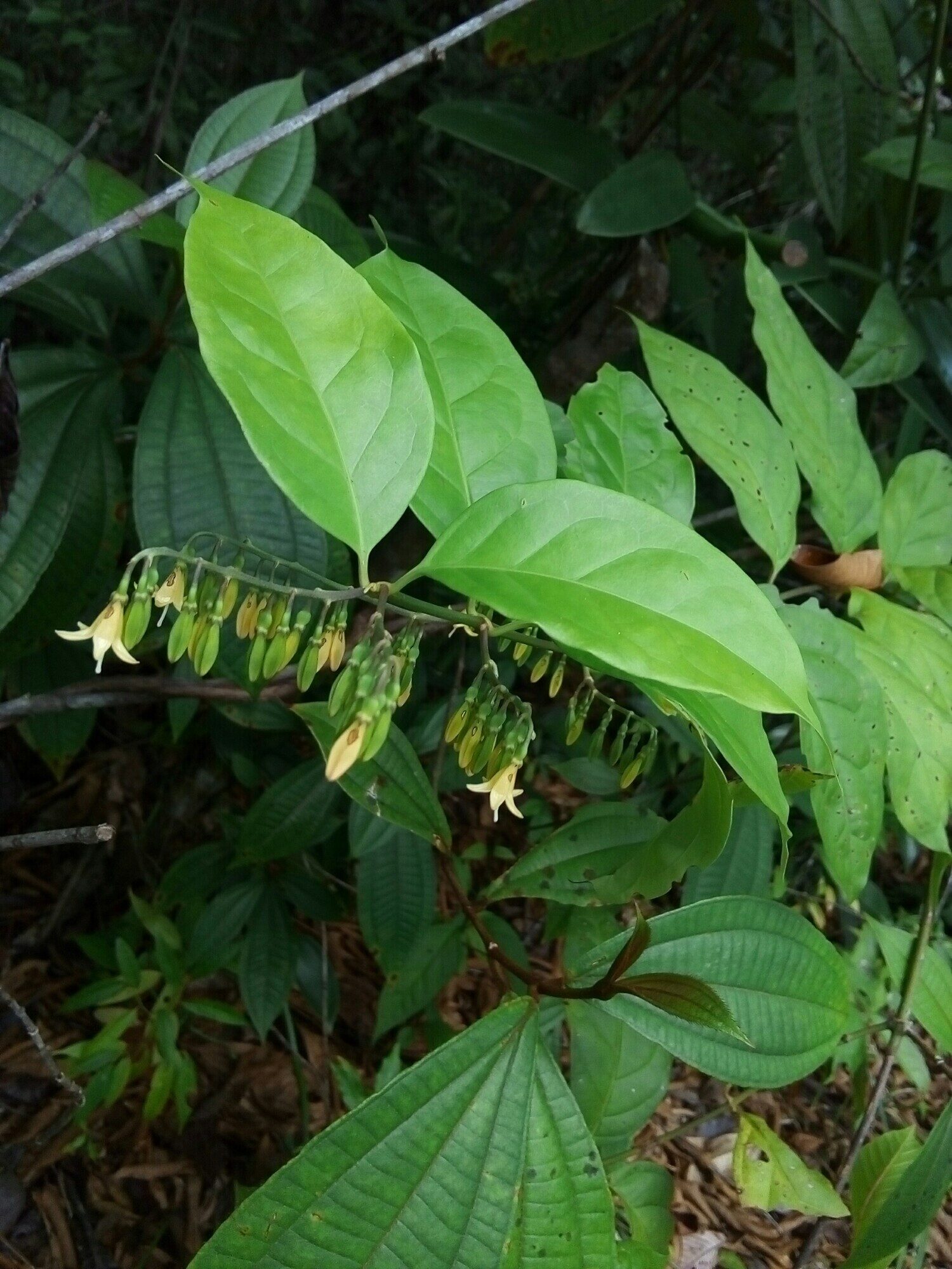 Chiococca belizensis showing leaves and white fruits in Costa Rica