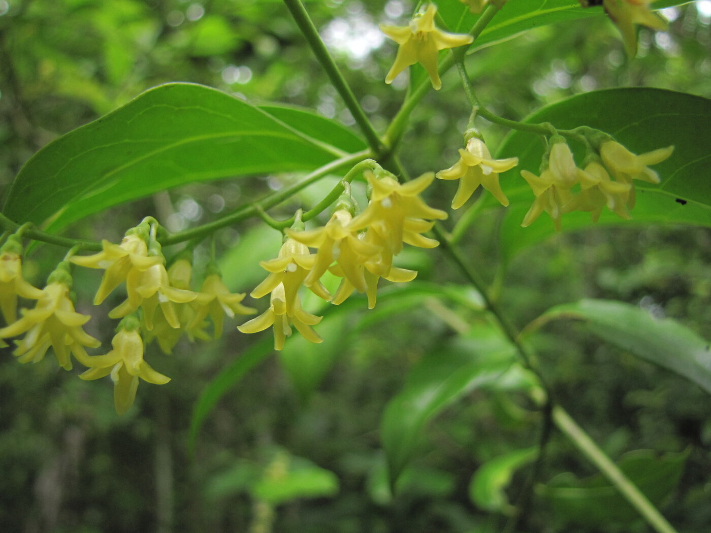 Close-up of Chiococca belizensis flowers