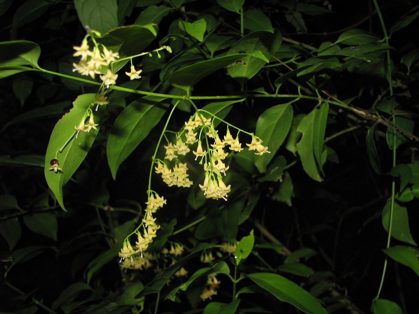 Chiococca belizensis yellow flowers in panicles