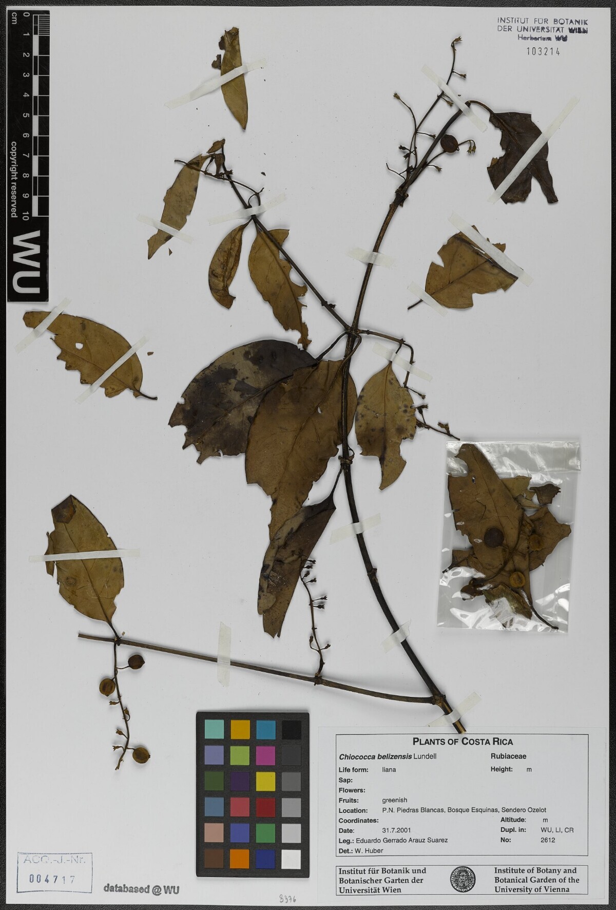 Herbarium specimen of Chiococca belizensis from Piedras Blancas National Park