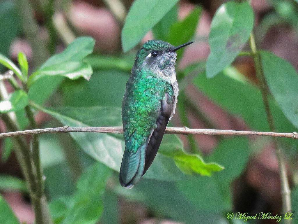 Abeillia abeillei - Emerald-chinned Hummingbird