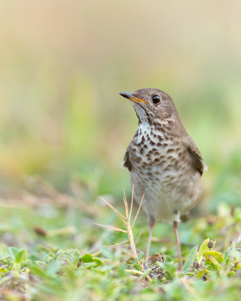 Catharus minimus - Gray-cheeked Thrush