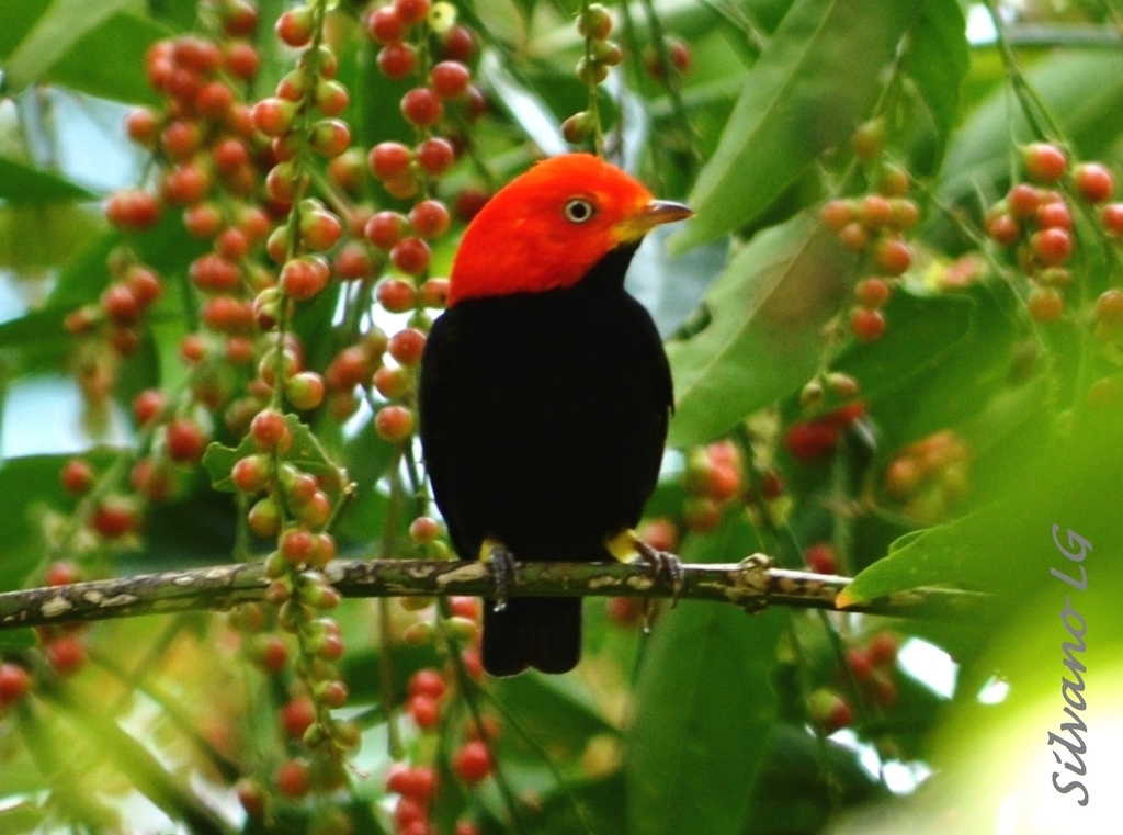 Ceratopipra mentalis - Red-capped Manakin