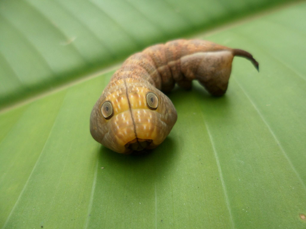 Xylophanes pluto - Pluto Sphinx