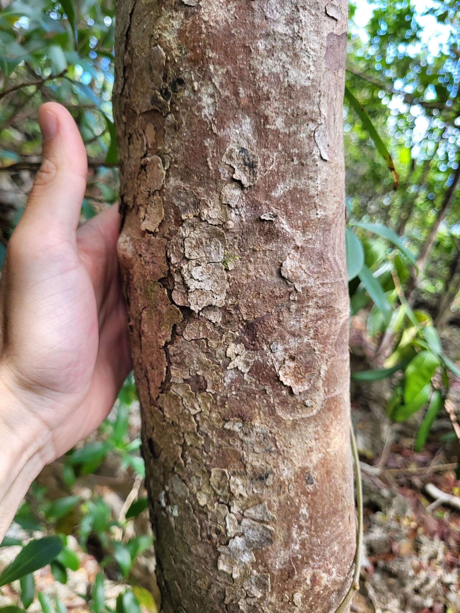 Chione venosa bark texture