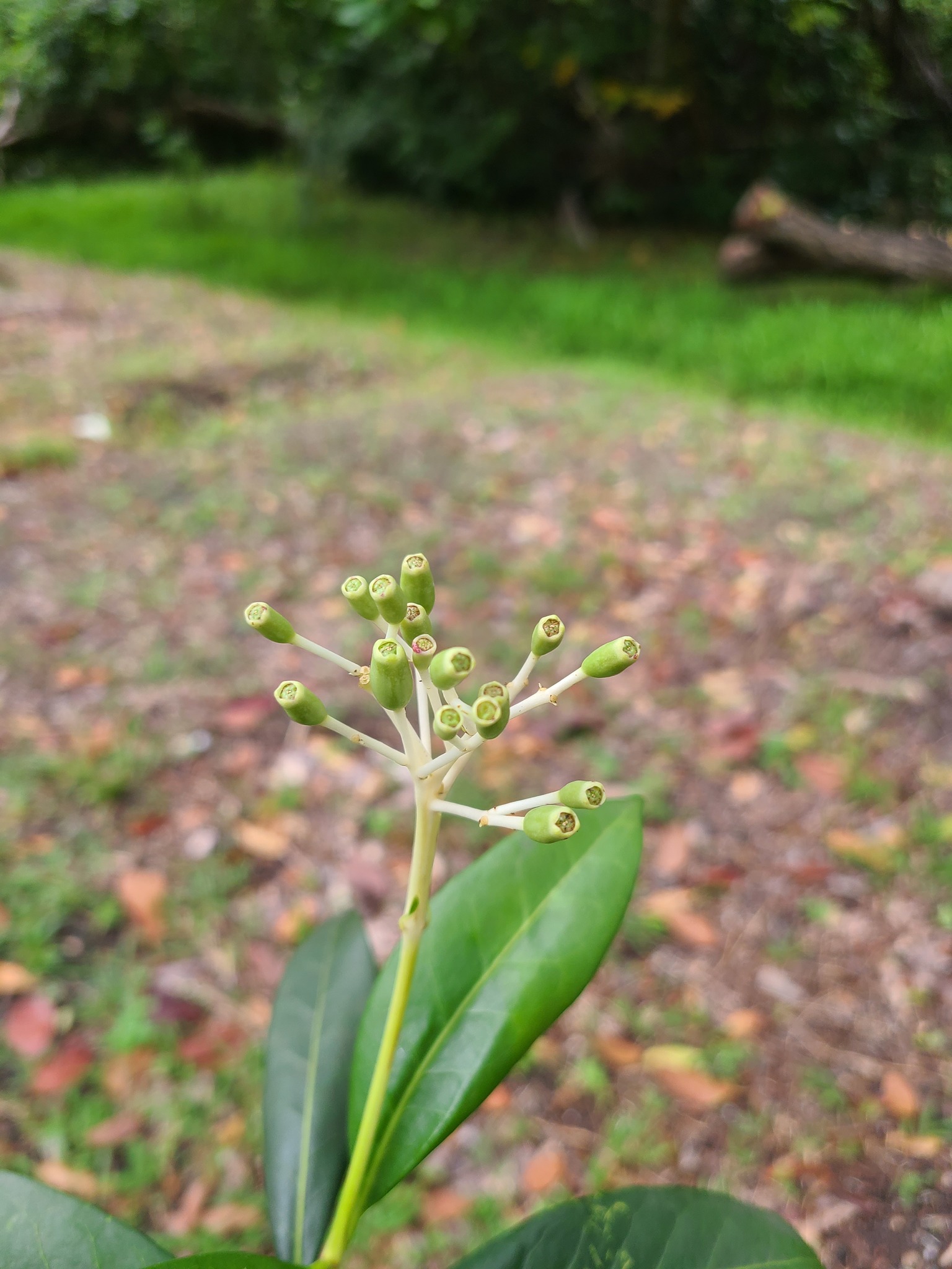 Chione venosa flower buds